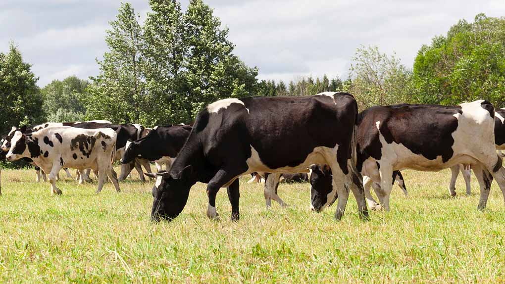 Dairy cows in a paddock