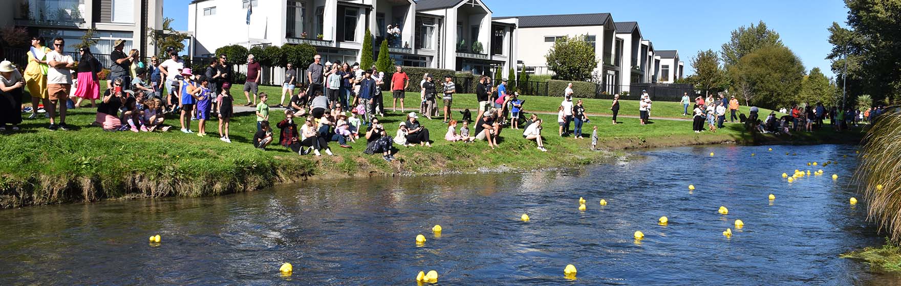 families gather on the bank of Silverstream and watch yellow ducks float down the river