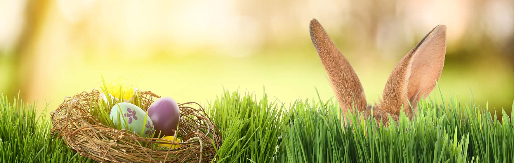 rabbit hiding in the grass beside a basket of painted egss